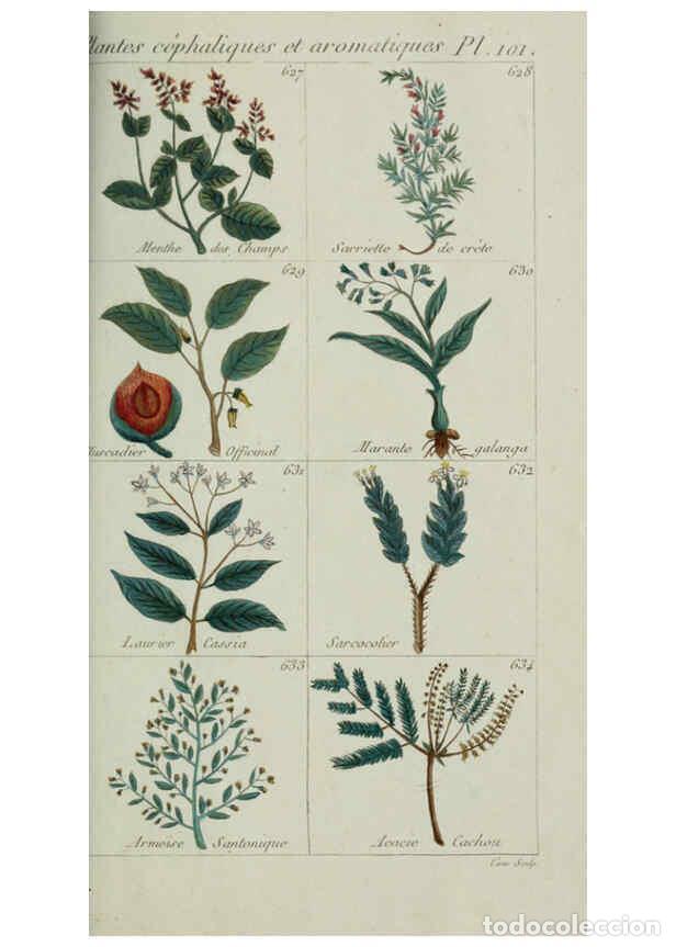 Colecionismo de Revistas e Jornais: Reproducci&oacute;n/Reproduction 6103467767: Plantes usuelles, indig&egrave;nes et exotiques Paris :Duprat-Duverge