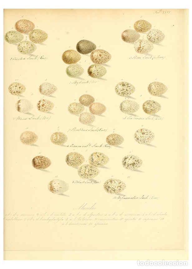 Colecionismo de Revistas e Jornais: Reproducci&oacute;n/Reproduction 6105641265: Zur Fortpflanzungsgeschichte der gesammten V&ouml;gel Dresden,[1856
