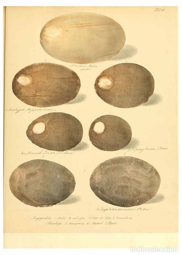 Colecionismo de Revistas e Jornais: Reproducci&oacute;n/Reproduction 6105637491: Zur Fortpflanzungsgeschichte der gesammten V&ouml;gel Dresden,[1856