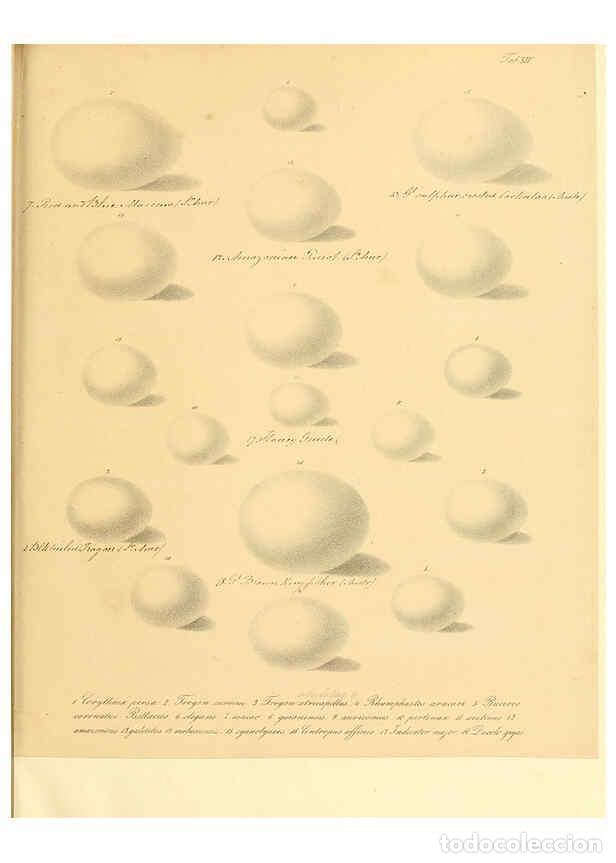Colecionismo de Revistas e Jornais: Reproducci&oacute;n/Reproduction 6106183512: Zur Fortpflanzungsgeschichte der gesammten V&ouml;gel Dresden,[1856