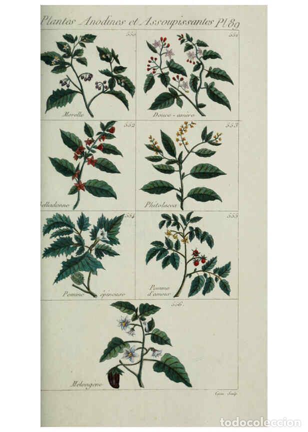 Colecionismo de Revistas e Jornais: Reproducci&oacute;n/Reproduction 6103464697: Plantes usuelles, indig&egrave;nes et exotiques Paris :Duprat-Duverge