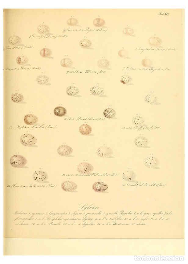 Colecionismo de Revistas e Jornais: Reproducci&oacute;n/Reproduction 6106184406: Zur Fortpflanzungsgeschichte der gesammten V&ouml;gel Dresden,[1856
