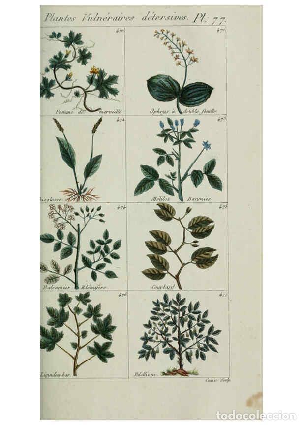Colecionismo de Revistas e Jornais: Reproducci&oacute;n/Reproduction 6104008298: Plantes usuelles, indig&egrave;nes et exotiques Paris :Duprat-Duverge