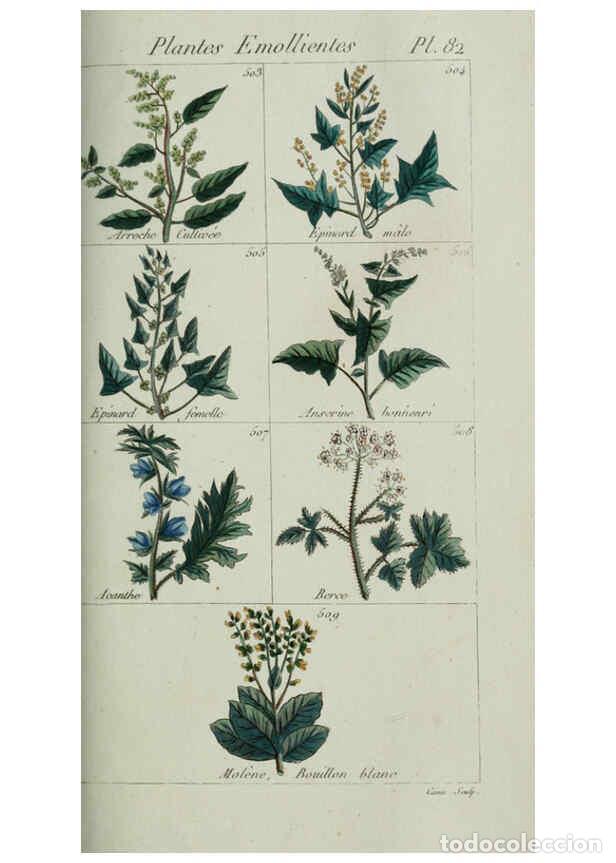 Colecionismo de Revistas e Jornais: Reproducci&oacute;n/Reproduction 6103462689: Plantes usuelles, indig&egrave;nes et exotiques Paris :Duprat-Duverge