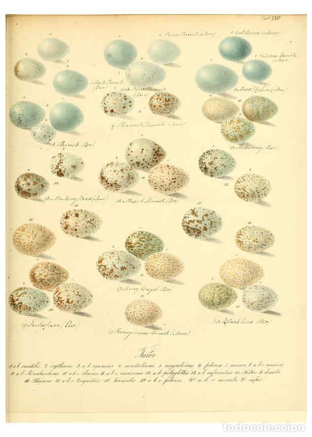 Colecionismo de Revistas e Jornais: Reproducci&oacute;n/Reproduction 6105640913: Zur Fortpflanzungsgeschichte der gesammten V&ouml;gel Dresden,[1856