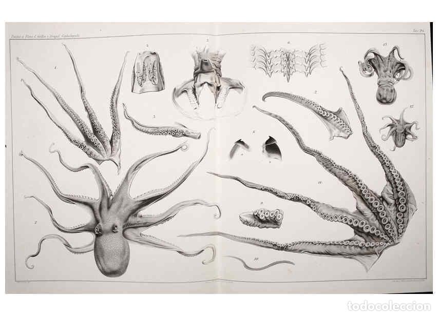 Colecionismo de Revistas e Jornais: Reproducci&oacute;n/Reproduction 6105710605: I Cefalopodi viventi nel Golfo di Napoli (sistematica) Berlin