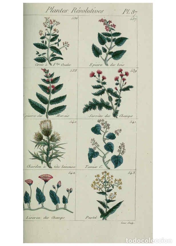 Colecionismo de Revistas e Jornais: Reproducci&oacute;n/Reproduction 6103464139: Plantes usuelles, indig&egrave;nes et exotiques Paris :Duprat-Duverge