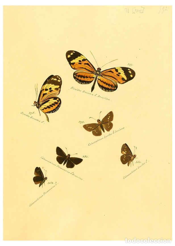 Colecionismo de Revistas e Jornais: Reproducci&oacute;n/Reproduction 6106448230: Zutr&auml;ge zur Sammlung exotischer Schmettlinge [sic] atlas Augsb