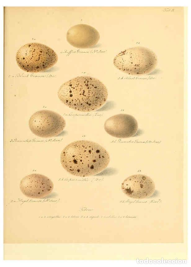 Colecionismo de Revistas e Jornais: Reproducci&oacute;n/Reproduction 6106182734: Zur Fortpflanzungsgeschichte der gesammten V&ouml;gel Dresden,[1856