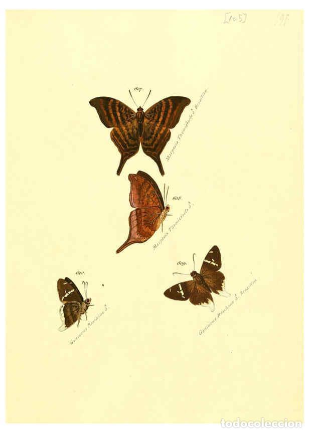 Colecionismo de Revistas e Jornais: Reproducci&oacute;n/Reproduction 6106449862: Zutr&auml;ge zur Sammlung exotischer Schmettlinge [sic] atlas Augsb