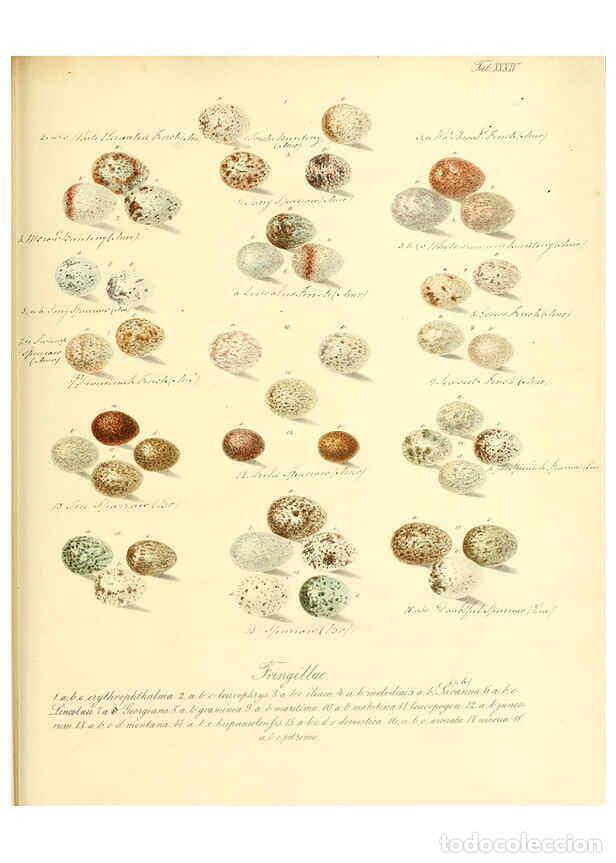 Colecionismo de Revistas e Jornais: Reproducci&oacute;n/Reproduction 6105642617: Zur Fortpflanzungsgeschichte der gesammten V&ouml;gel Dresden,[1856