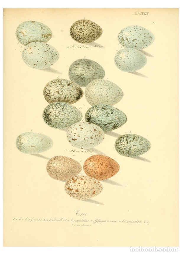 Colecionismo de Revistas e Jornais: Reproducci&oacute;n/Reproduction 6106187758: Zur Fortpflanzungsgeschichte der gesammten V&ouml;gel Dresden,[1856