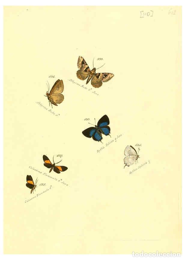 Colecionismo de Revistas e Jornais: Reproducci&oacute;n/Reproduction 6106451180: Zutr&auml;ge zur Sammlung exotischer Schmettlinge [sic] atlas Augsb