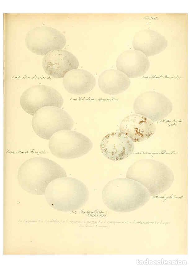 Colecionismo de Revistas e Jornais: Reproducci&oacute;n/Reproduction 6105644315: Zur Fortpflanzungsgeschichte der gesammten V&ouml;gel Dresden,[1856