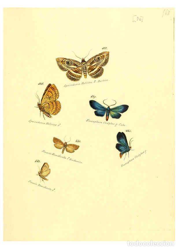Colecionismo de Revistas e Jornais: Reproducci&oacute;n/Reproduction 6106441406: Zutr&auml;ge zur Sammlung exotischer Schmettlinge [sic] atlas Augsb