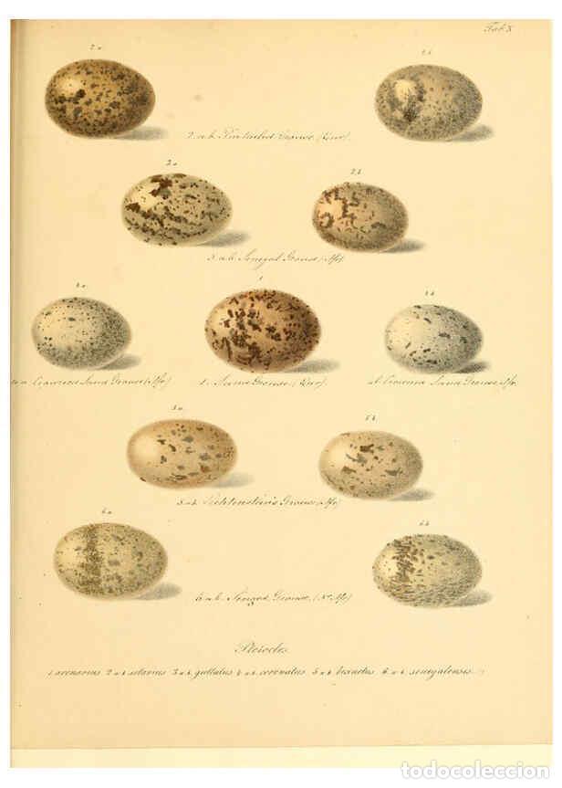 Colecionismo de Revistas e Jornais: Reproducci&oacute;n/Reproduction 6105638393: Zur Fortpflanzungsgeschichte der gesammten V&ouml;gel Dresden,[1856