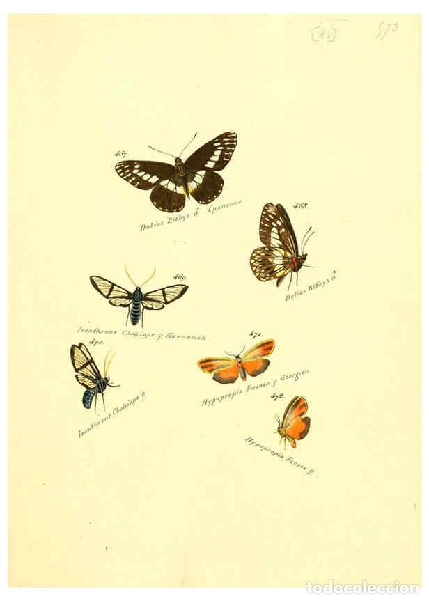 Colecionismo de Revistas e Jornais: Reproducci&oacute;n/Reproduction 6106442878: Zutr&auml;ge zur Sammlung exotischer Schmettlinge [sic] atlas Augsb