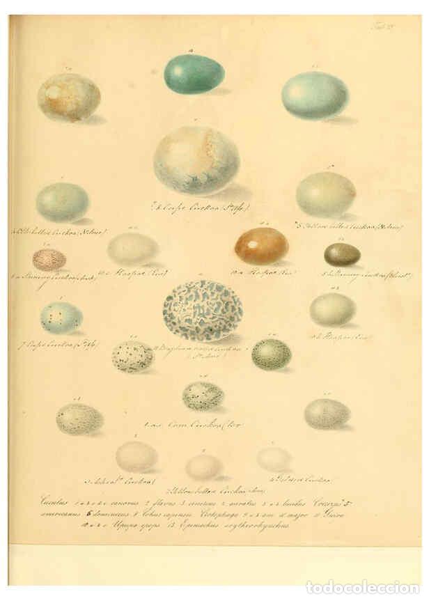 Colecionismo de Revistas e Jornais: Reproducci&oacute;n/Reproduction 6105639319: Zur Fortpflanzungsgeschichte der gesammten V&ouml;gel Dresden,[1856