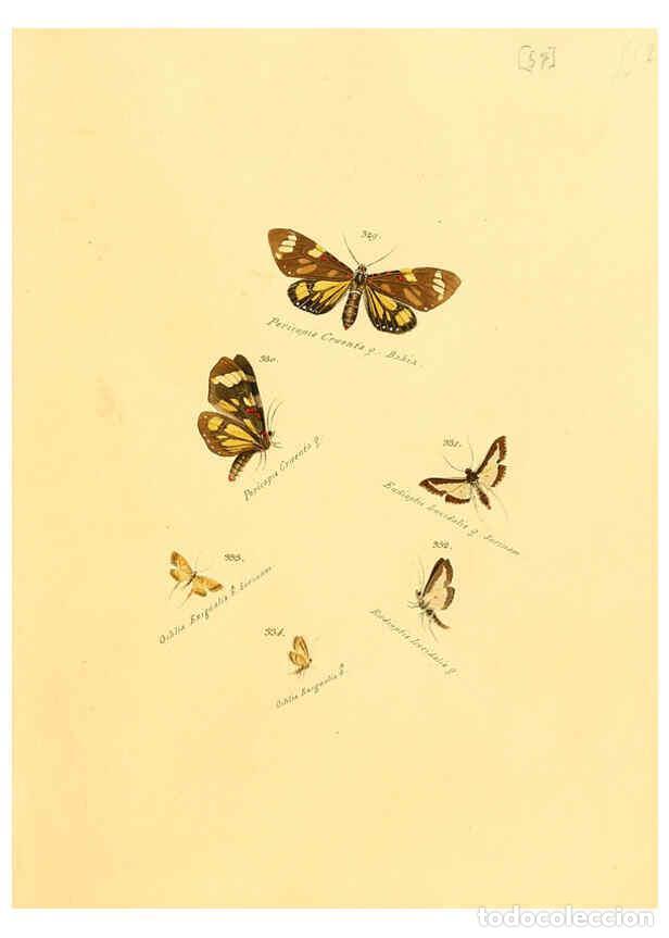 Collection Magazines and Newspapers: Reproducci&oacute;n/Reproduction 6106436768: Zutr&auml;ge zur Sammlung exotischer Schmettlinge [sic] atlas Augsb