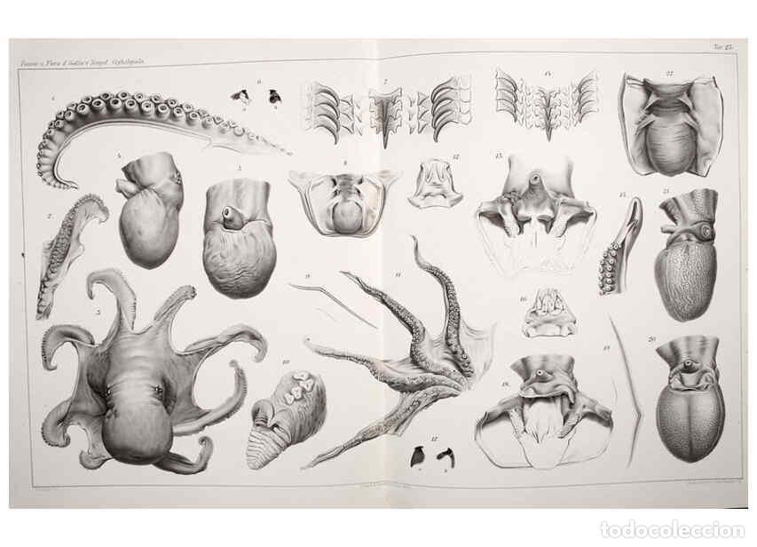 Collection Magazines and Newspapers: Reproducci&oacute;n/Reproduction 6105710241: I Cefalopodi viventi nel Golfo di Napoli (sistematica) Berlin