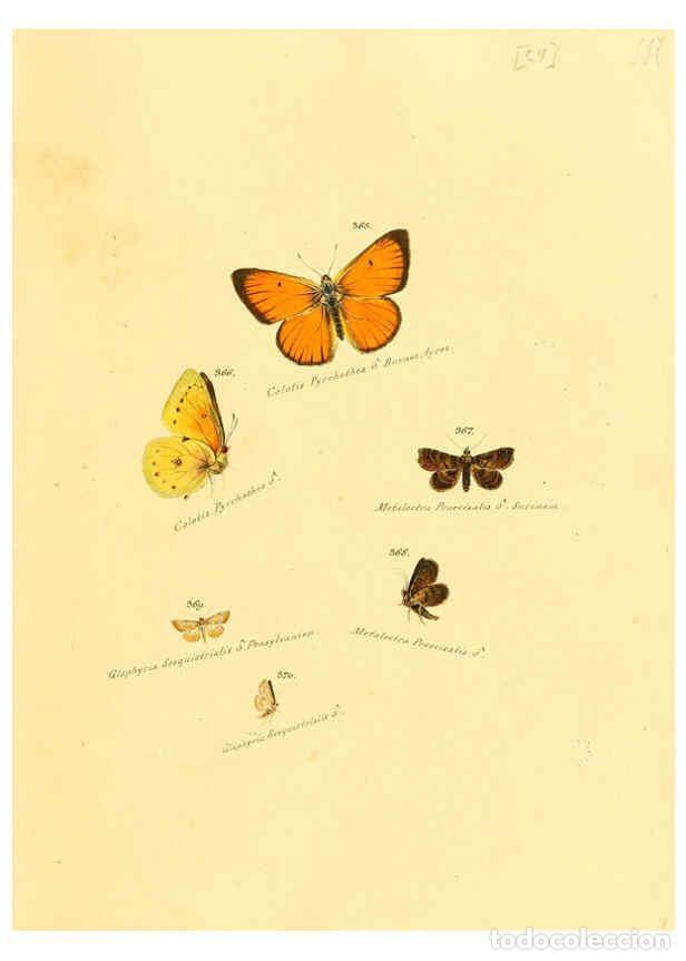 Collection Magazines and Newspapers: Reproducci&oacute;n/Reproduction 6106438172: Zutr&auml;ge zur Sammlung exotischer Schmettlinge [sic] atlas Augsb