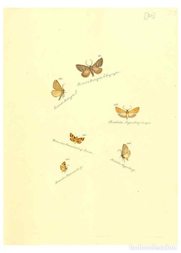 Collection Magazines and Newspapers: Reproducci&oacute;n/Reproduction 6105783795: Zutr&auml;ge zur Sammlung exotischer Schmettlinge [sic] atlas Augsb