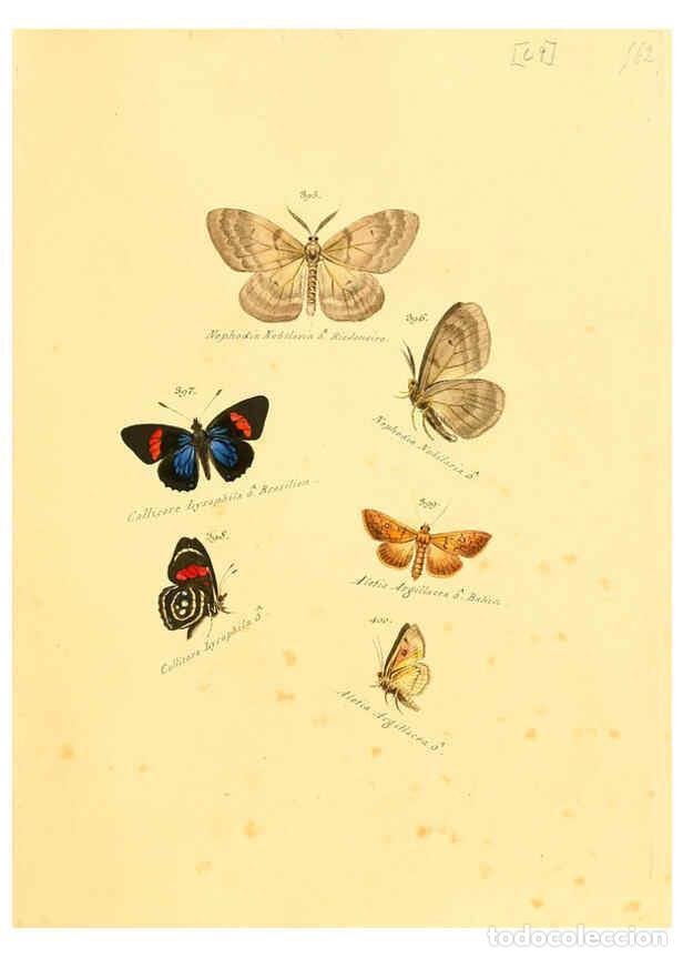 Collection Magazines and Newspapers: Reproducci&oacute;n/Reproduction 6106439422: Zutr&auml;ge zur Sammlung exotischer Schmettlinge [sic] atlas Augsb