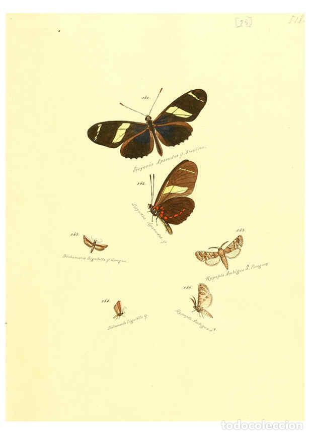 Collection Magazines and Newspapers: Reproducci&oacute;n/Reproduction 6106329194: Zutr&auml;ge zur Sammlung exotischer Schmettlinge [sic] atlas Augsb