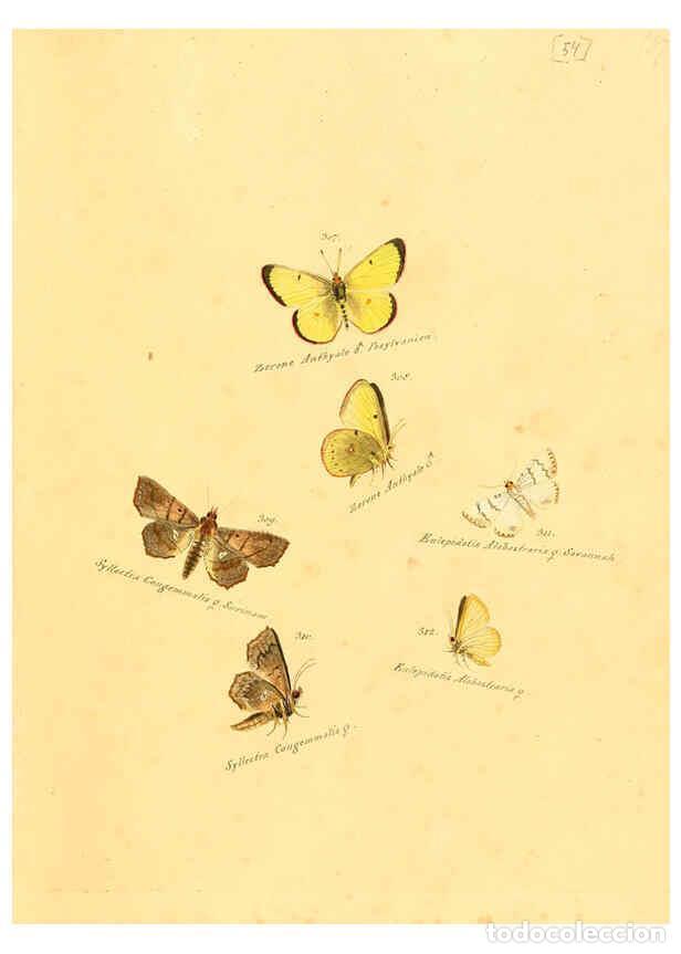 Collection Magazines and Newspapers: Reproducci&oacute;n/Reproduction 6106337792: Zutr&auml;ge zur Sammlung exotischer Schmettlinge [sic] atlas Augsb