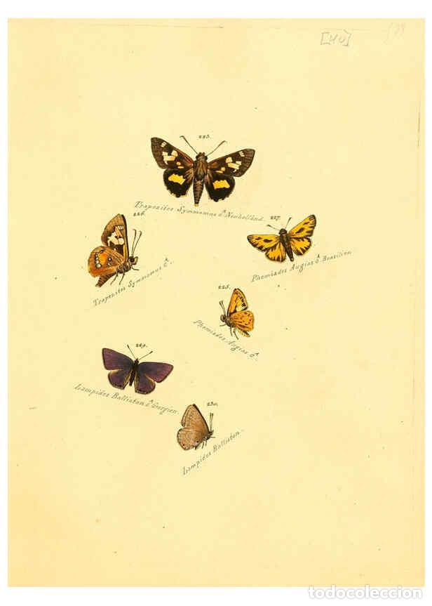 Collection Magazines and Newspapers: Reproducci&oacute;n/Reproduction 6106333956: Zutr&auml;ge zur Sammlung exotischer Schmettlinge [sic] atlas Augsb