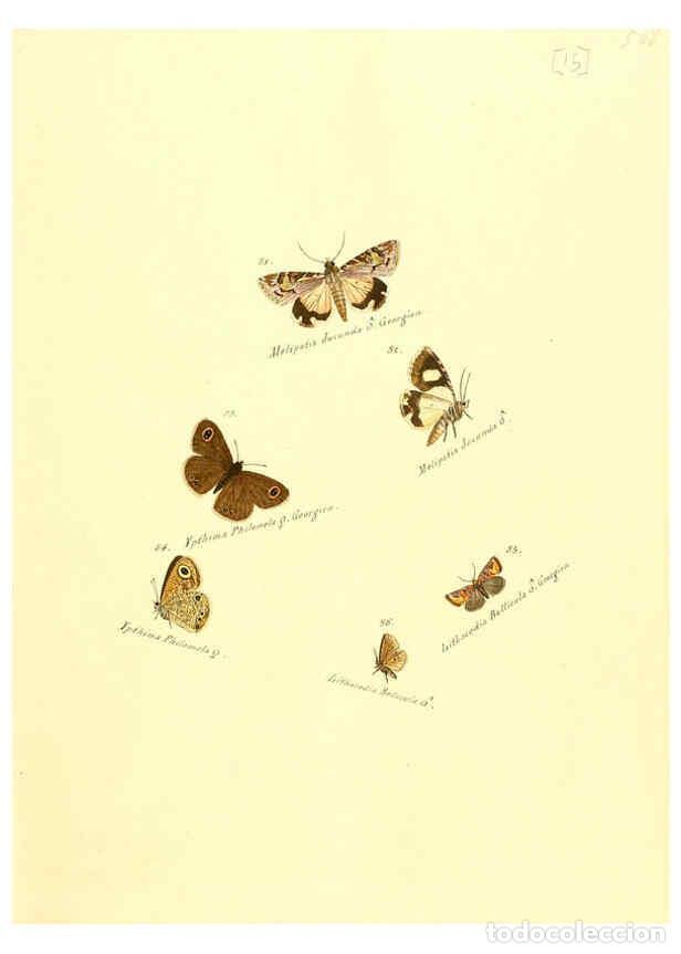 Collection Magazines and Newspapers: Reproducci&oacute;n/Reproduction 6105782651: Zutr&auml;ge zur Sammlung exotischer Schmettlinge [sic] atlas Augsb