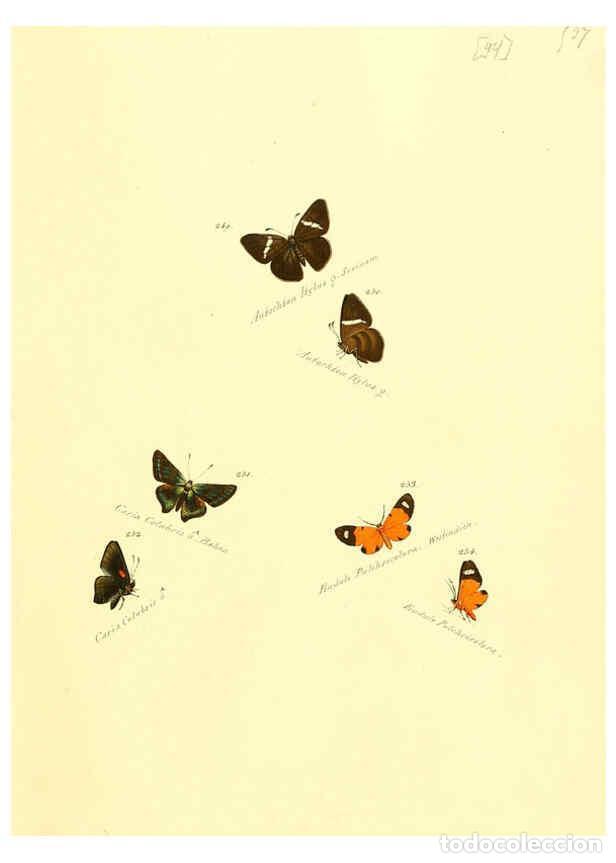 Collection Magazines and Newspapers: Reproducci&oacute;n/Reproduction 6105790923: Zutr&auml;ge zur Sammlung exotischer Schmettlinge [sic] atlas Augsb