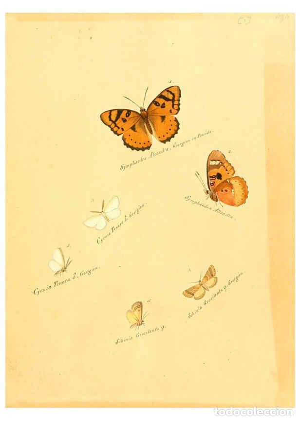 Collection Magazines and Newspapers: Reproducci&oacute;n/Reproduction 6105778671: Zutr&auml;ge zur Sammlung exotischer Schmettlinge [sic] atlas Augsb