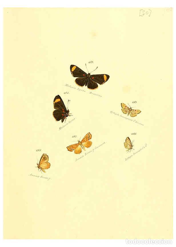 Collection Magazines and Newspapers: Reproducci&oacute;n/Reproduction 6105792479: Zutr&auml;ge zur Sammlung exotischer Schmettlinge [sic] atlas Augsb