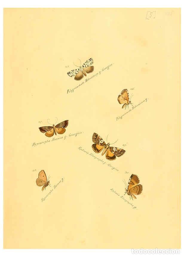 Collection Magazines and Newspapers: Reproducci&oacute;n/Reproduction 6106324300: Zutr&auml;ge zur Sammlung exotischer Schmettlinge [sic] atlas Augsb