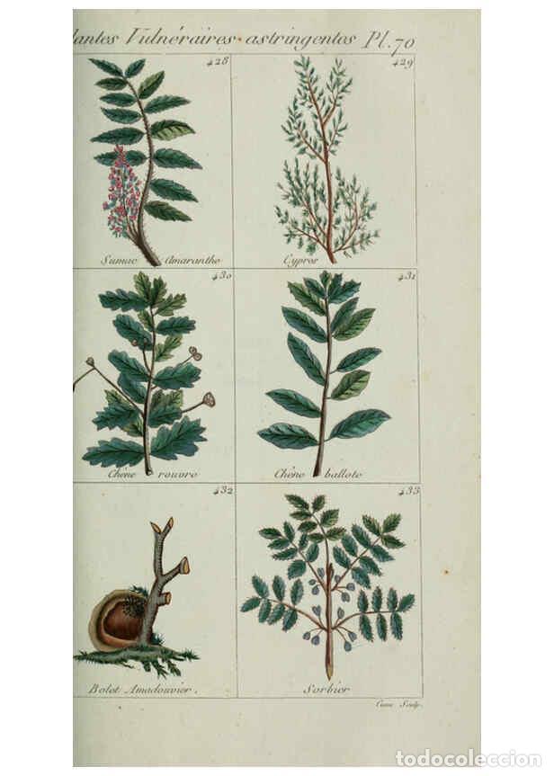 Collection Magazines and Newspapers: Reproducci&oacute;n/Reproduction 6103459505: Plantes usuelles, indig&egrave;nes et exotiques Paris :Duprat-Duverge