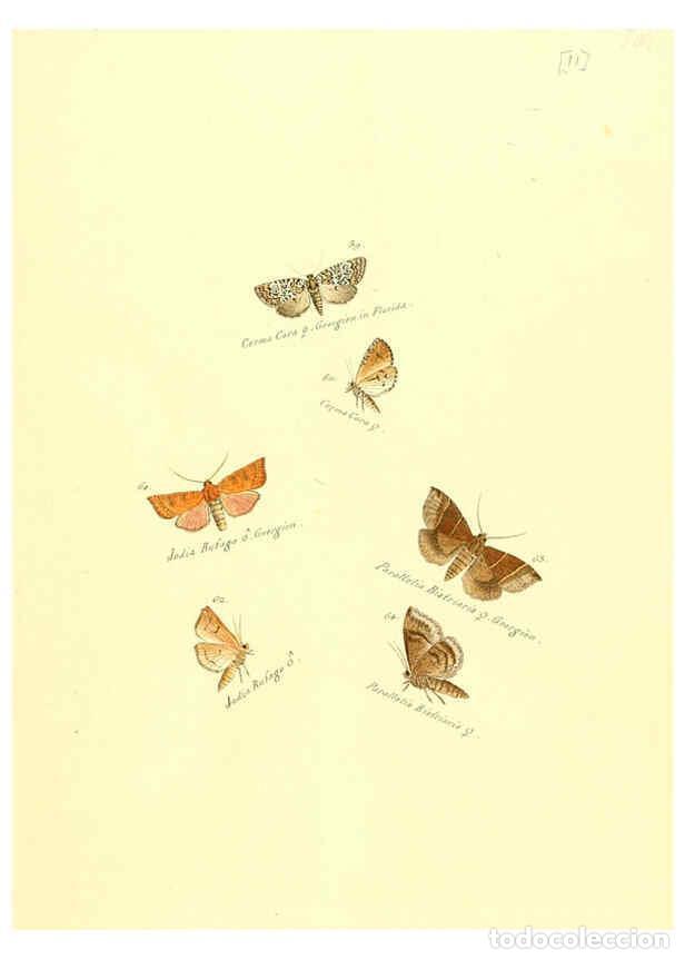 Collection Magazines and Newspapers: Reproducci&oacute;n/Reproduction 6105781405: Zutr&auml;ge zur Sammlung exotischer Schmettlinge [sic] atlas Augsb