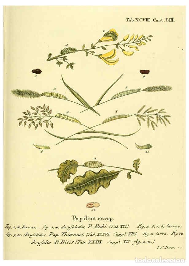 Collection Magazines and Newspapers: Reproducci&oacute;n/Reproduction 6103323672: Die Schmetterlinge in Abbildungen nach der Natur. v.1 plates.