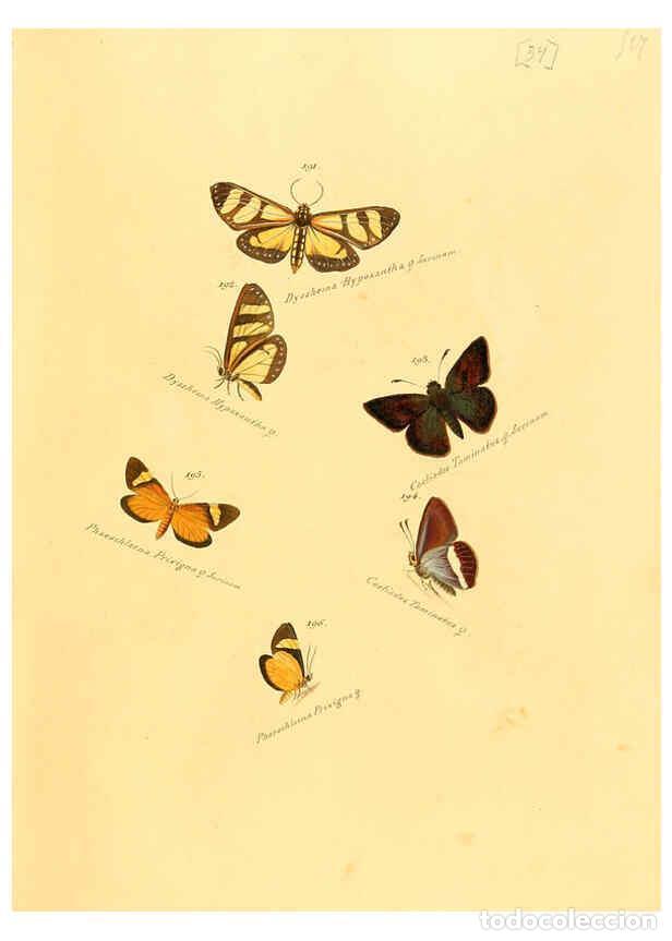 Collection Magazines and Newspapers: Reproducci&oacute;n/Reproduction 6105787641: Zutr&auml;ge zur Sammlung exotischer Schmettlinge [sic] atlas Augsb