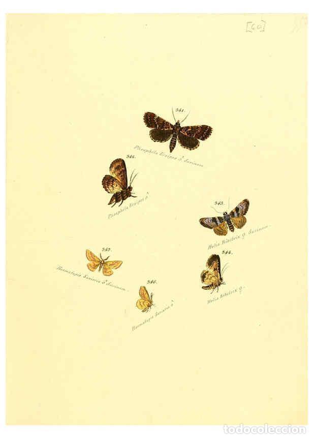 Collection Magazines and Newspapers: Reproducci&oacute;n/Reproduction 6106437052: Zutr&auml;ge zur Sammlung exotischer Schmettlinge [sic] atlas Augsb