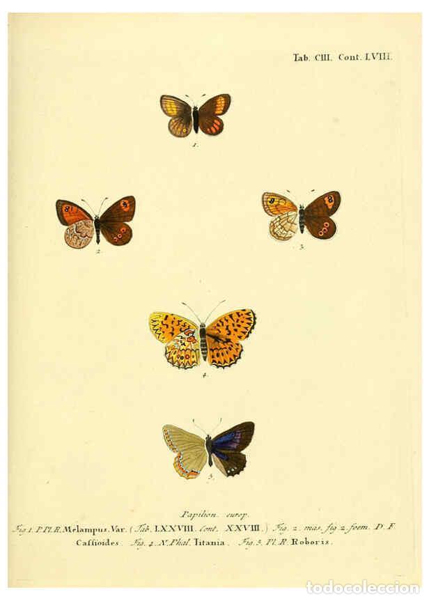 Collection Magazines and Newspapers: Reproducci&oacute;n/Reproduction 6103324998: Die Schmetterlinge in Abbildungen nach der Natur. v.1 plates.