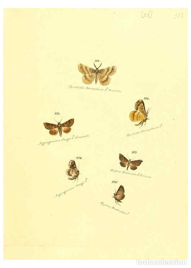 Collection Magazines and Newspapers: Reproducci&oacute;n/Reproduction 6105893239: Zutr&auml;ge zur Sammlung exotischer Schmettlinge [sic] atlas Augsb