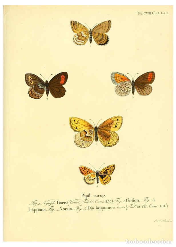 Collection Magazines and Newspapers: Reproducci&oacute;n/Reproduction 6103326652: Die Schmetterlinge in Abbildungen nach der Natur. v.1 plates.