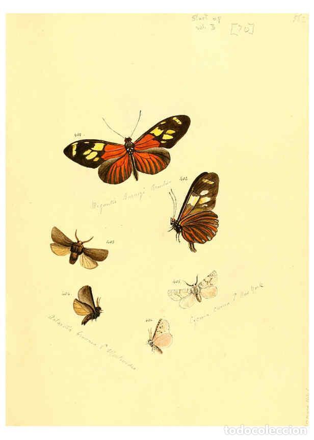 Collection Magazines and Newspapers: Reproducci&oacute;n/Reproduction 6106439728: Zutr&auml;ge zur Sammlung exotischer Schmettlinge [sic] atlas Augsb