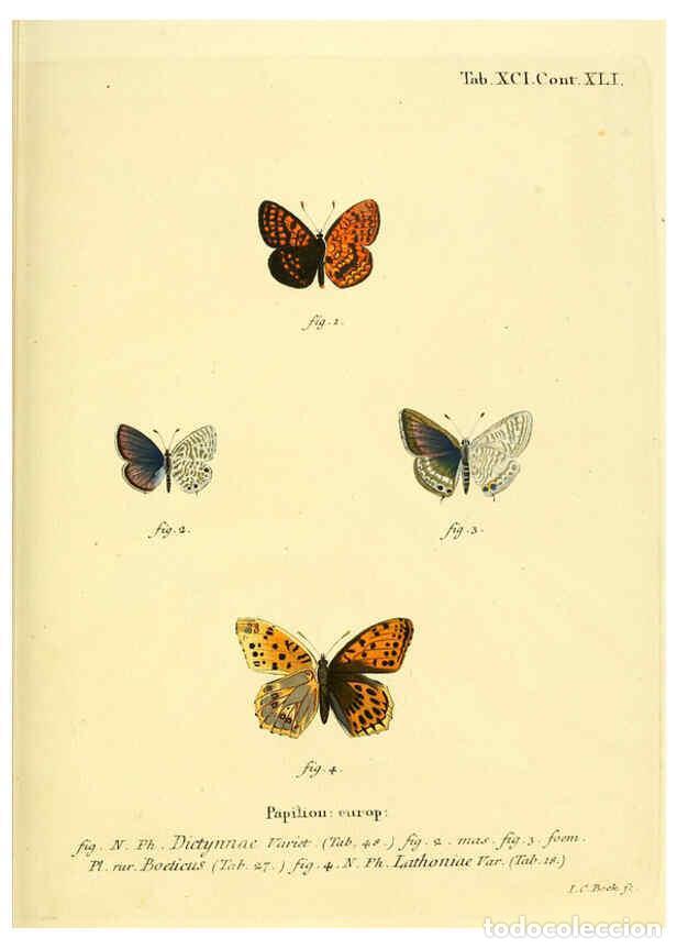 Collection Magazines and Newspapers: Reproducci&oacute;n/Reproduction 6102775709: Die Schmetterlinge in Abbildungen nach der Natur. v.1 plates.
