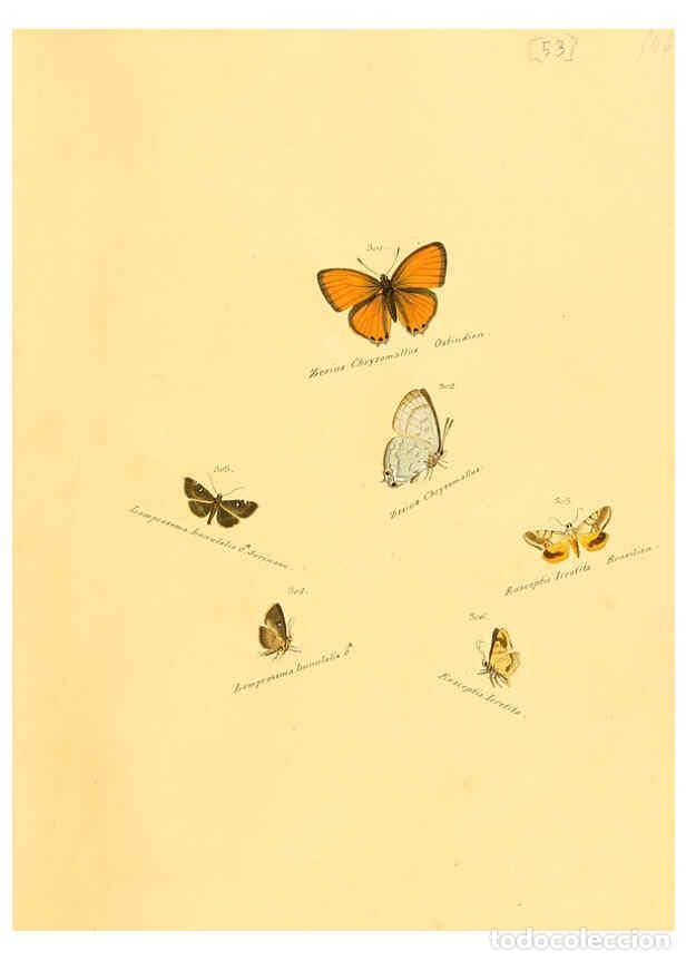 Collection Magazines and Newspapers: Reproducci&oacute;n/Reproduction 6105793123: Zutr&auml;ge zur Sammlung exotischer Schmettlinge [sic] atlas Augsb