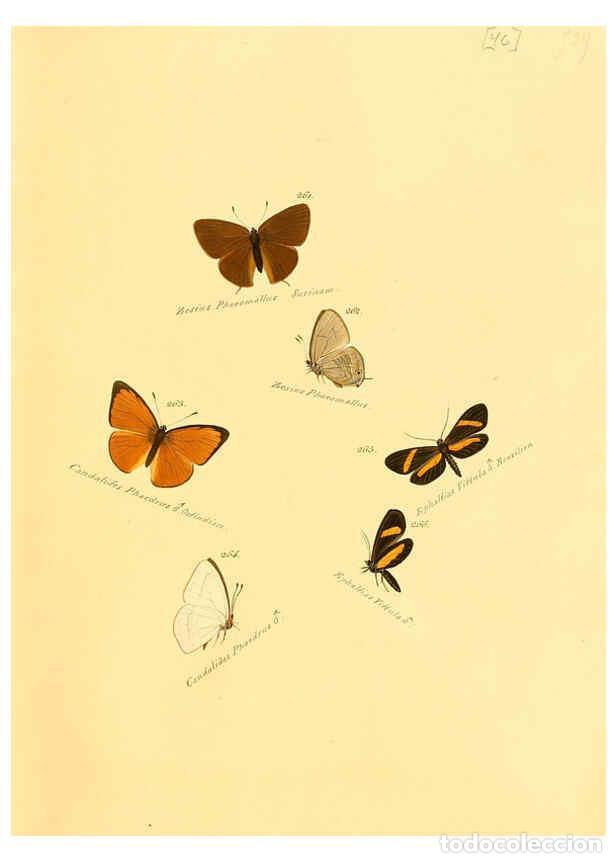 Collection Magazines and Newspapers: Reproducci&oacute;n/Reproduction 6105791363: Zutr&auml;ge zur Sammlung exotischer Schmettlinge [sic] atlas Augsb