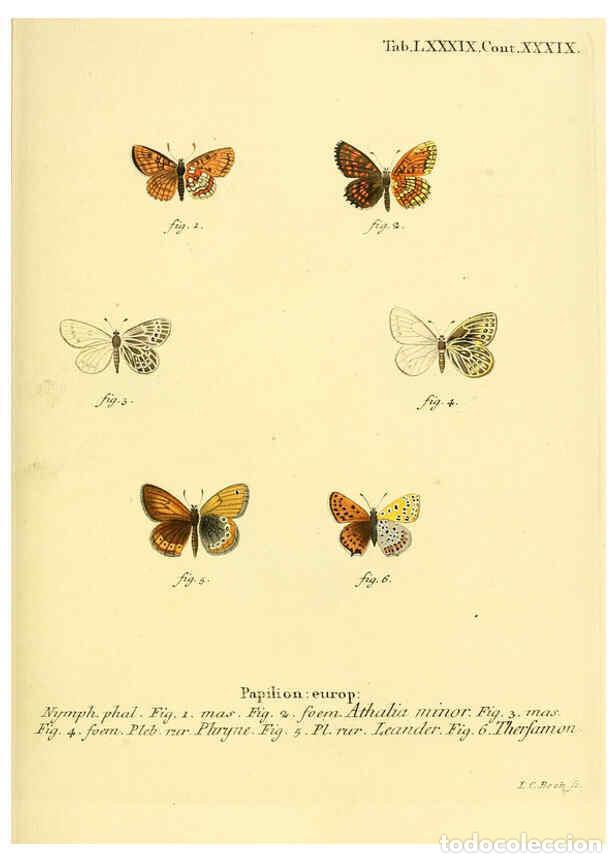 Collection Magazines and Newspapers: Reproducci&oacute;n/Reproduction 6102775177: Die Schmetterlinge in Abbildungen nach der Natur. v.1 plates.