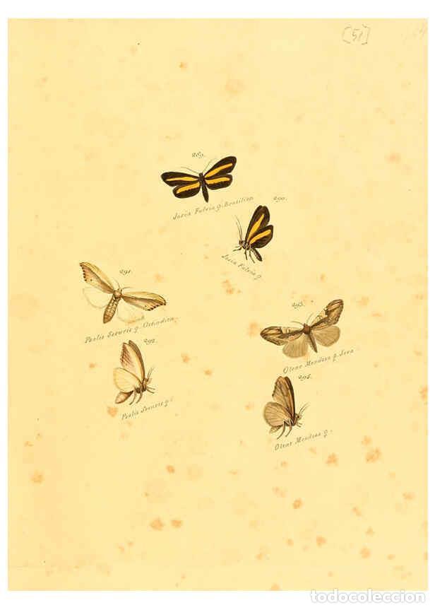 Collezionismo di Riviste e Giornali: Reproducci&oacute;n/Reproduction 6106337048: Zutr&auml;ge zur Sammlung exotischer Schmettlinge [sic] atlas Augsb