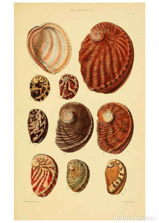 Collectionnisme de Revues et Journaux: Reproducci&oacute;n/Reproduction 6102845001: Thesaurus conchyliorum, or, Monographs of genera of shells v.5